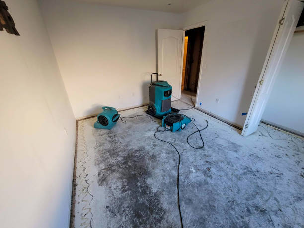 Best Water damage contractors near me  in Lincoln, AL